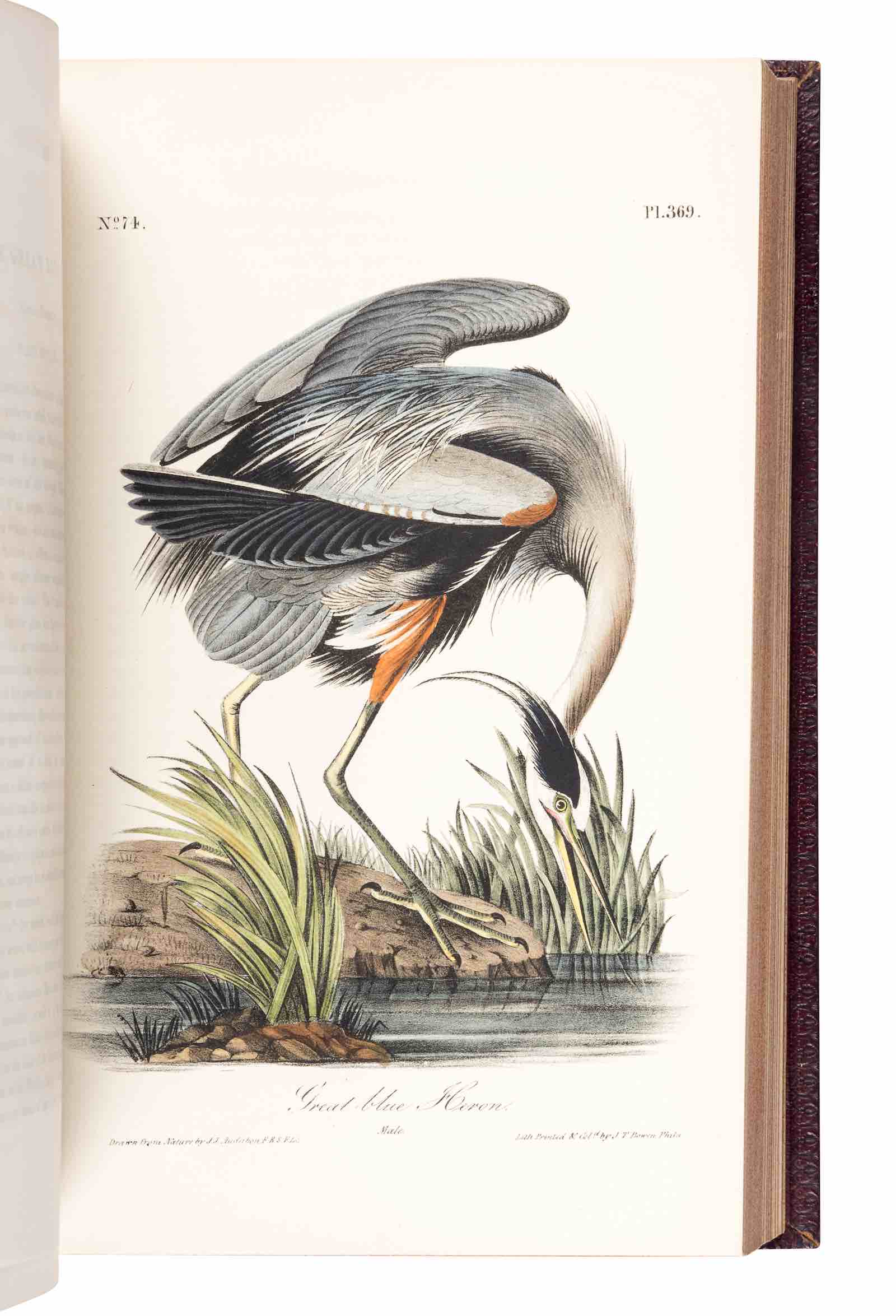John James Audubon. The Birds of America, from Drawings Made in the United States and their Territories. NY et al, [1839-] 1840-1844. 7 vols. 500 Hand-Colored Lithographed Plates. First Octavo Edition. Presentation Copy, Inscribed By Audubon.  Estimate: $40,000 - $60,000