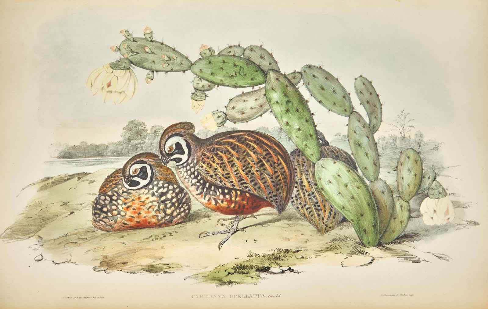 John Gould’s Monograph of the Odontophorinae, or Partridges of Ameri