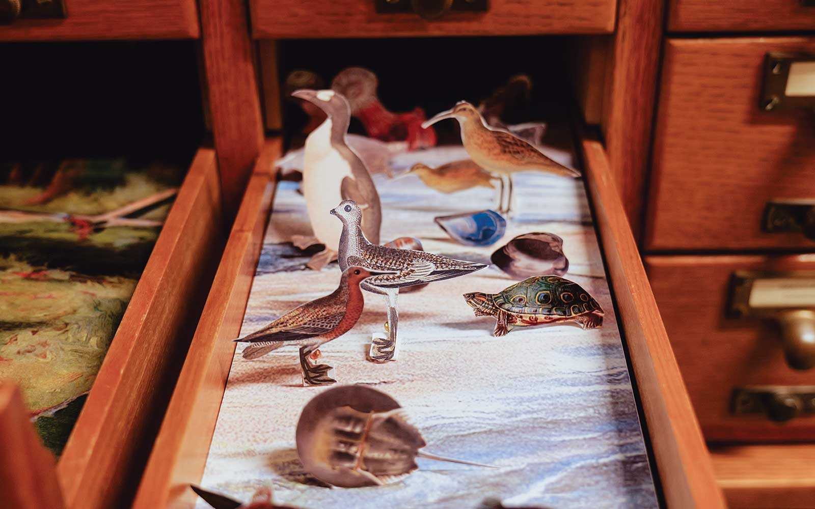 A “biodiversity drawer” of birds and other wildlife in their habitats in Last Call.
