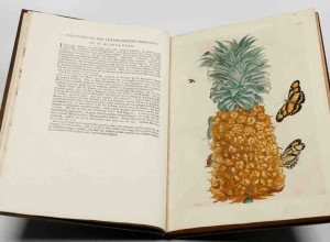 Over de Voortteling en Wonderbaerlyke Veranderingen der Surinaamsche Insecten, third Dutch edition of the magnus opus by Maria Sibylla Merian, with 72 plates (Jean Frederic Bernard, Amsterdam, 1730)