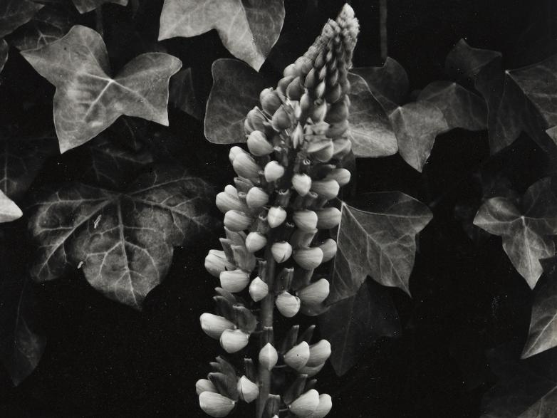 Virginia Zabriskie Collection Opens the Fall 2021 Season at Swann