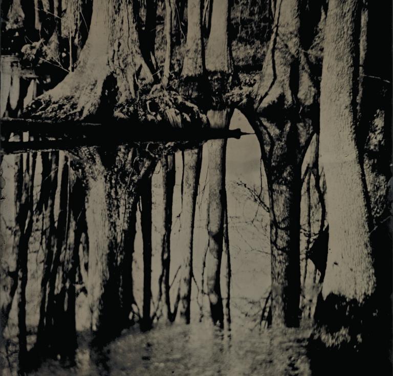  Blackwater 25 , 2008 - 2012, tintype. Collection of the artist. © Sally Mann