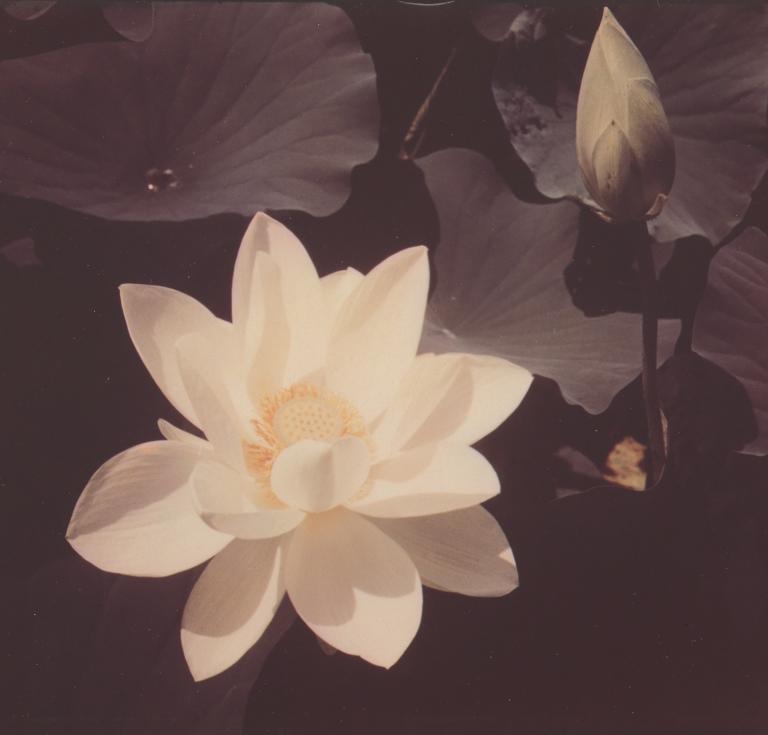 Edward Steichen’s White Lotus