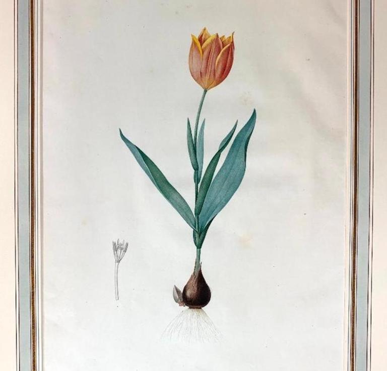 Redoute's Tulip Suaveolens, Tulip Odorante