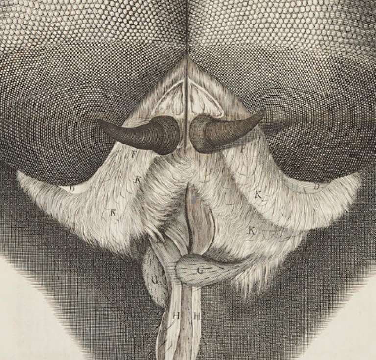 Fly's eye from Hooke's Micrographia