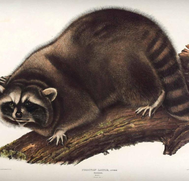 Audubon's raccoon
