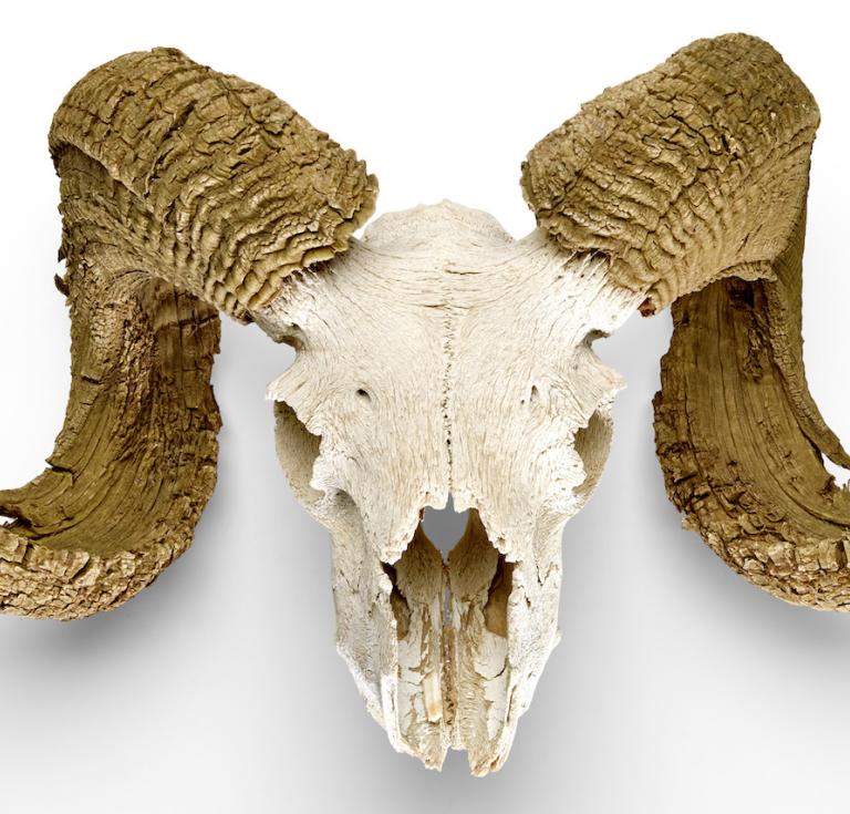 Ram’s skull owned by Georgia O’Keeffe
