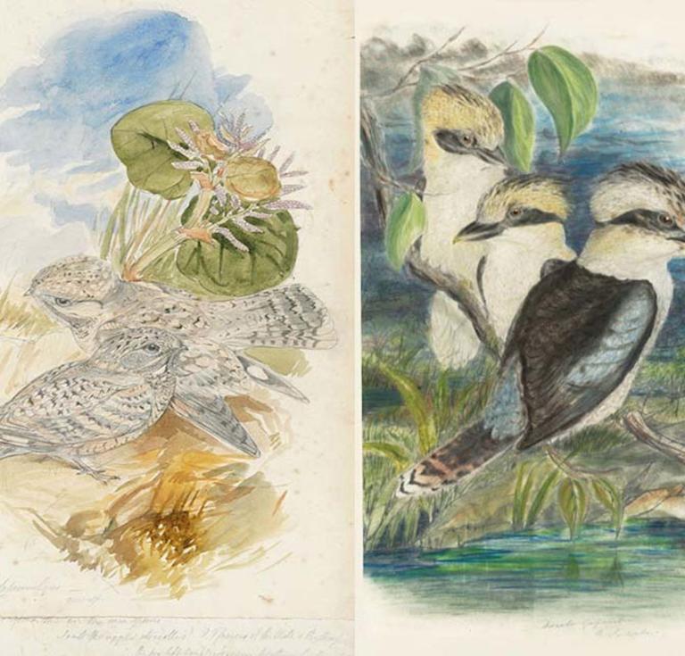 John Gould birds drawings