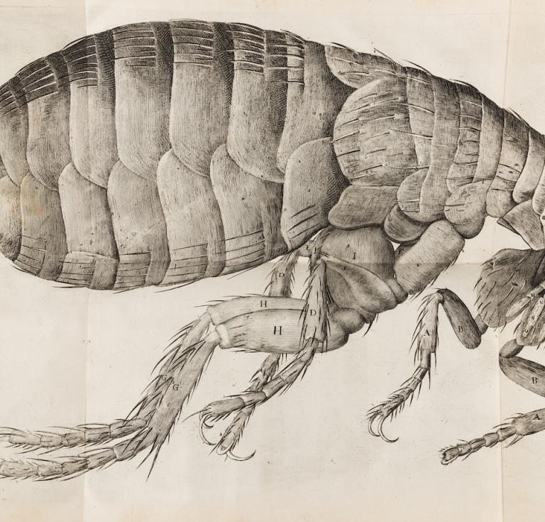 Micrographia flea