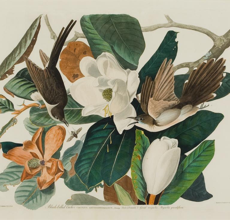 Black-billed Cuckoo, John James Audubon