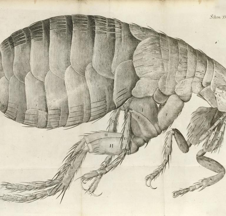 Flea image from Robert Hooke's Micrographia