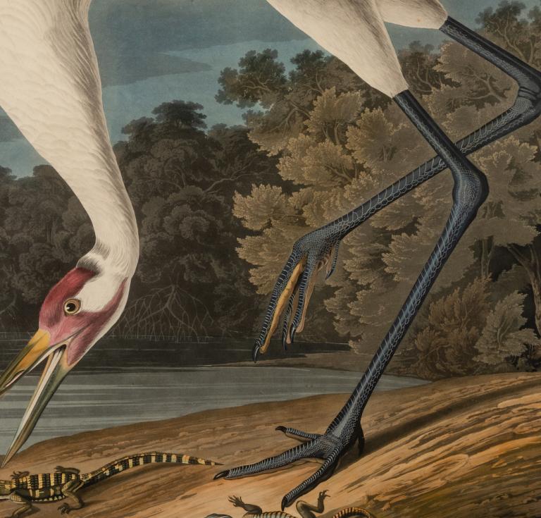 Audubon Hooping Crane cropped
