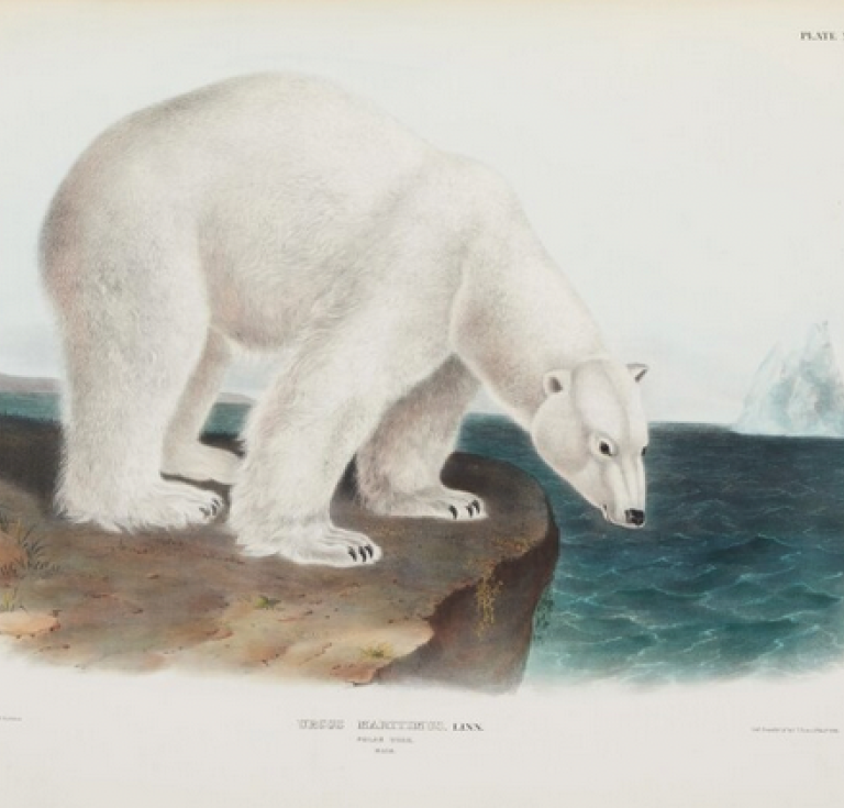 Audubon's polar bear, standing on a rock overlooking the sea