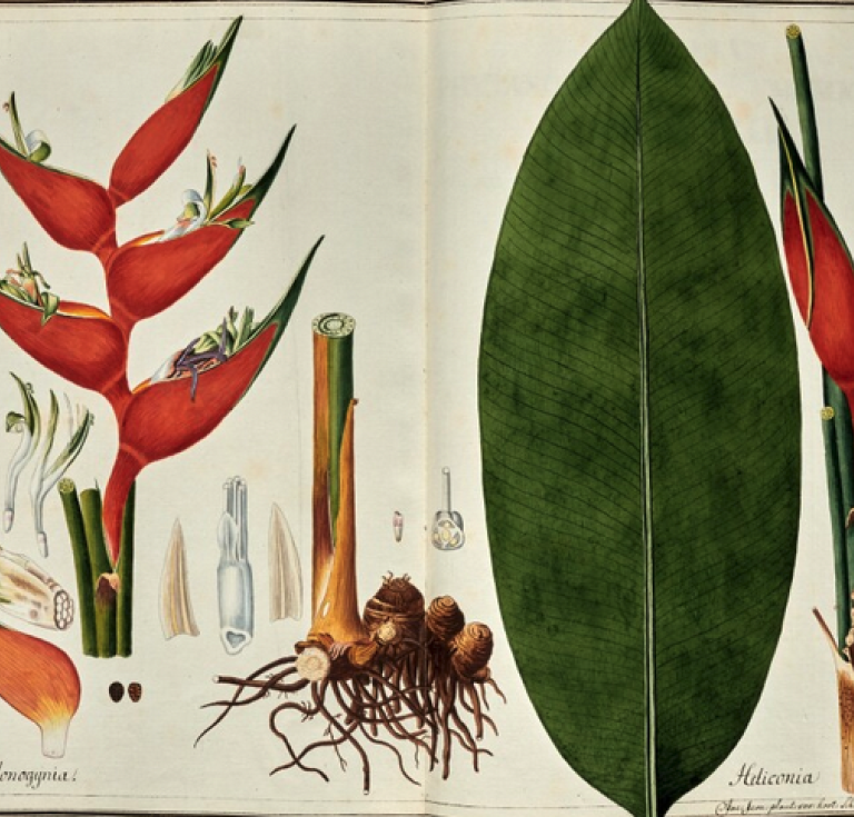 Botanical watercolor showing flowers, roots, and a large leaf