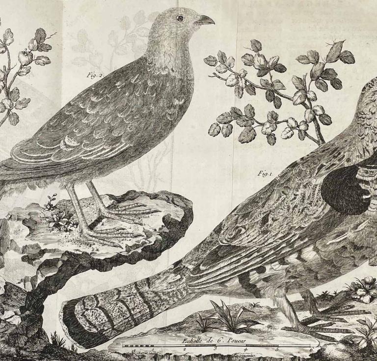 Two birds from Brisson's "Ornithologie"