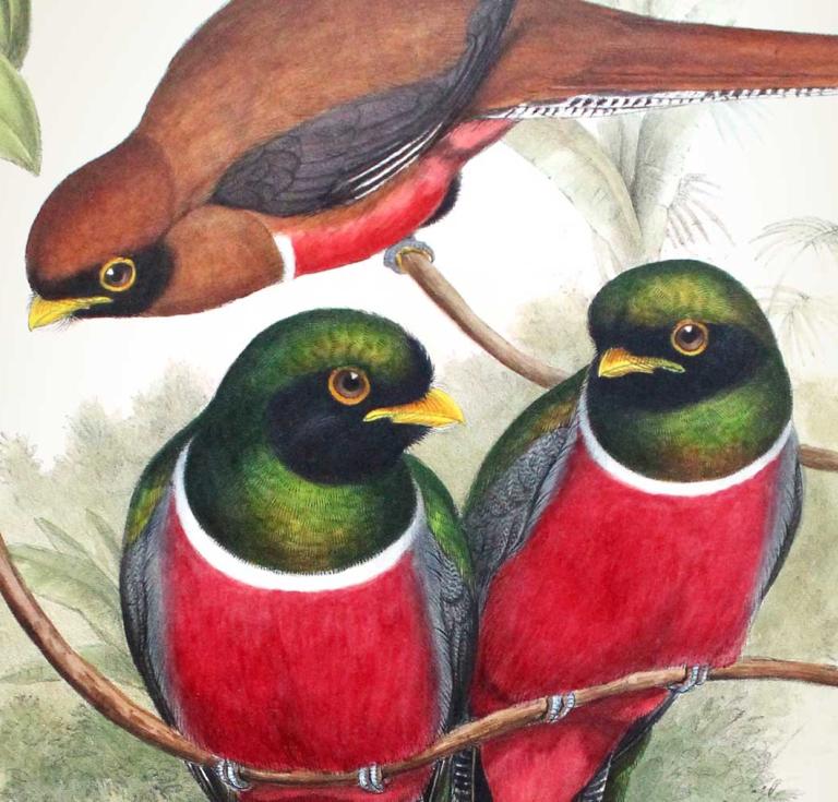Illustration from John Gould’s Monograph of the Trogonidae (detail)