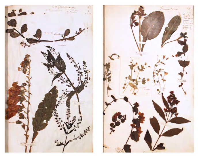 English Herbarium
