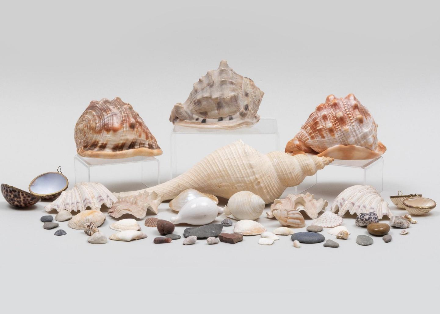 Didion shells